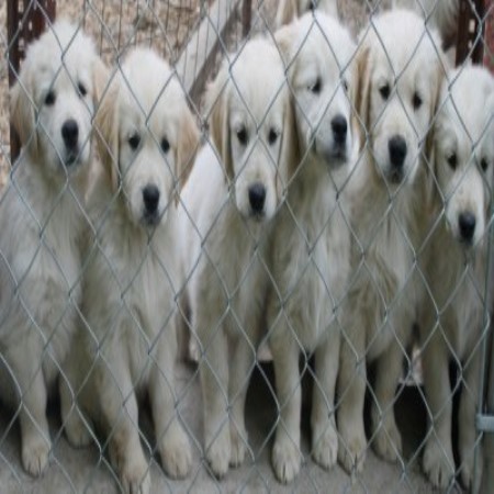 English Cream Golden Retriever Puppies For Sale