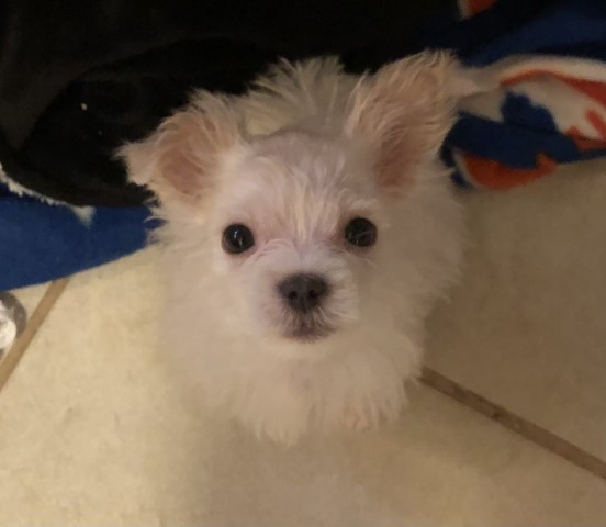 Maltese puppy for sale + 63165