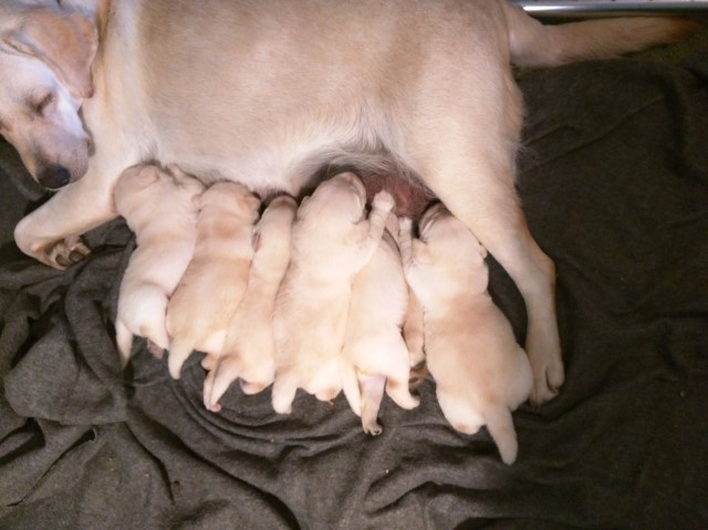 Yellow Male Labrador Retriever Puppies from Champion Bloodlines - Ready July 25, 2024