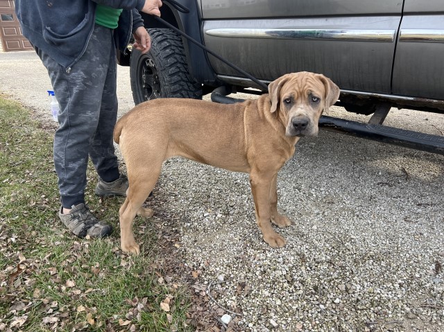 Canine Corso 7 month old female