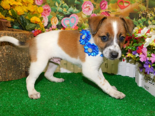 Chicago Jacarat X Type.  SUPER CUTE!!!