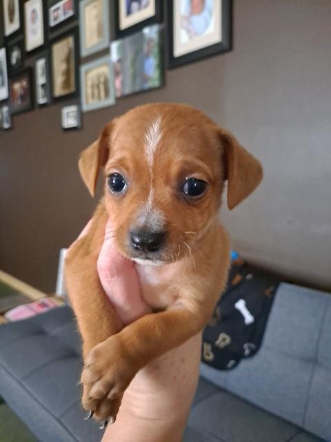 Cheagle Puppies ready for forever homes.