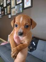 Cheagle Puppies ready for forever homes. Chihuahua for sale/adoption