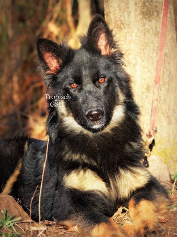 8.5 month old Long coat Bi-Color male German Shepherd