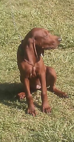 Redbone Coonhound puppy for sale + 53491