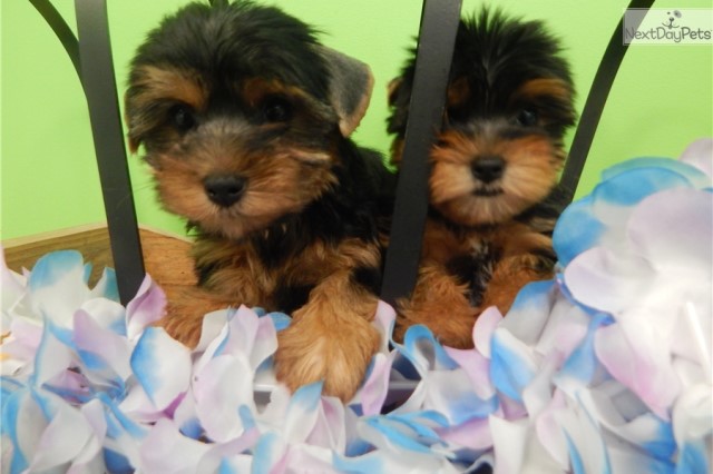 Yorkshire Terrier Babies. Nonshedding/Allergy Free. Prespoiled and well socialized.