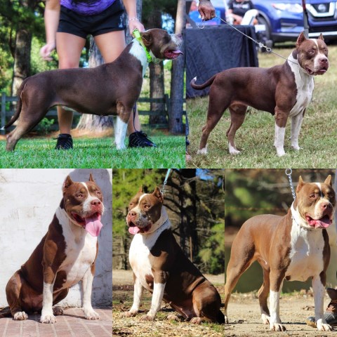 XL FEMALE AMERICAN BULLY