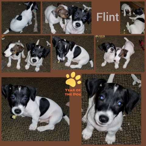 Jack Russell Terrier puppy for sale + 53590