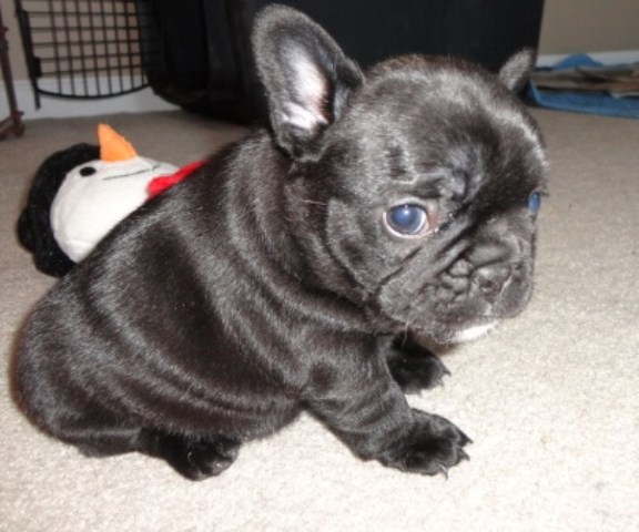 French Bulldog puppy for sale + 47948