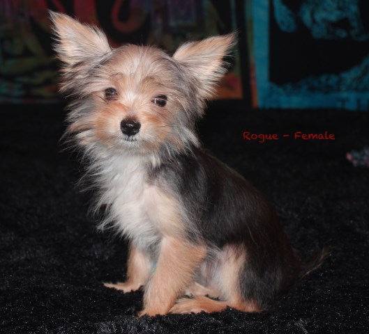 ~*PAYMENT PLAN AVAILABLE*~ Adorable Quality CKC Reg. Grand Champion Sired Morkie Puppies!