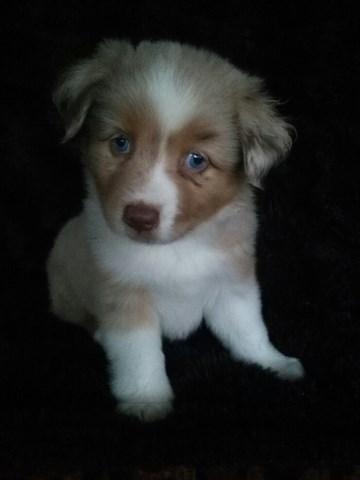 merle