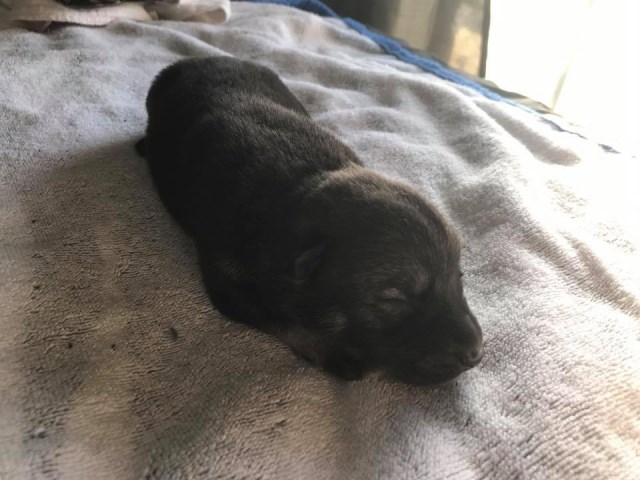 Gerberian Shepky Puppies!