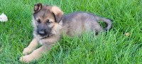 GSD male -AKC  Adoption German Shepherd Dog for sale/adoption
