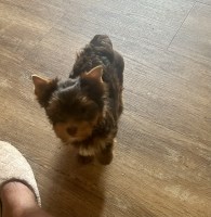 AKC Chocolate & Chocolate Parti Yorkshire Terriers Yorkshire Terrier for sale/adoption