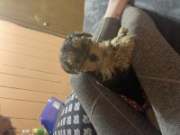 Black and brown Tuxedo coat Yorkie Male Yorkshire Terrier for sale/adoption