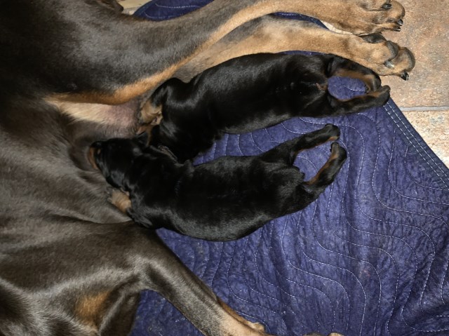 Doberman Pinscher puppy for sale + 56489