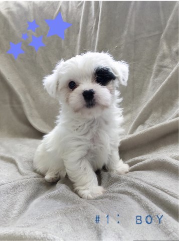 Morkie Puppies for Sale (Canal Fulton OH)