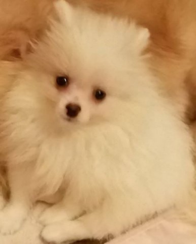 Pomeranian puppy for sale + 54988