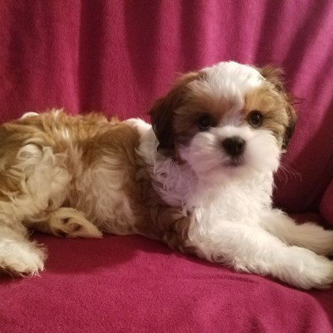 Shih Poo puppy for sale + 53613