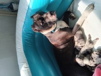 Merle American Bully puppies for sale American Bulldog for sale/adoption