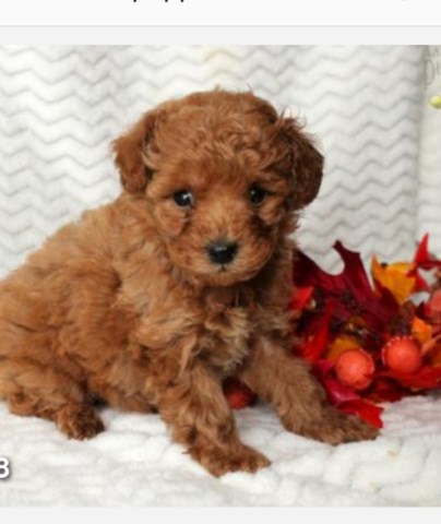 Adorable mini poodle puppy