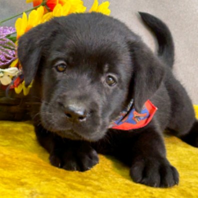 Labrador puppies for sale