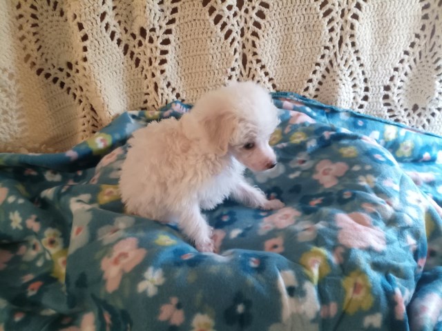 Poodle Toy puppy for sale + 67039