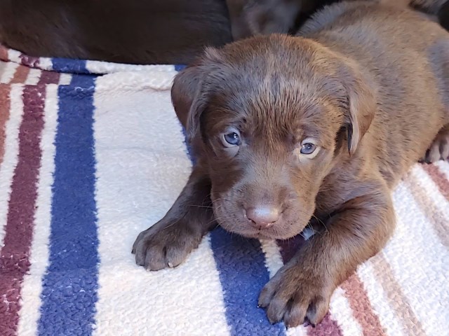 Labrador Retriever puppy for sale + 63989