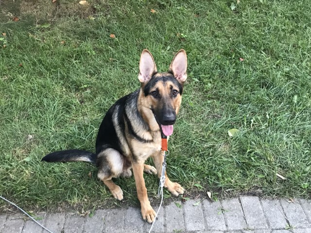 Future AKC Working Line German Shepherd Puppies