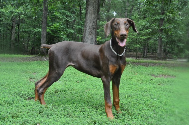 AKC Doberman 6 month female