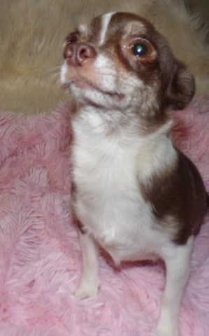 Chihuahua puppy for sale + 66480