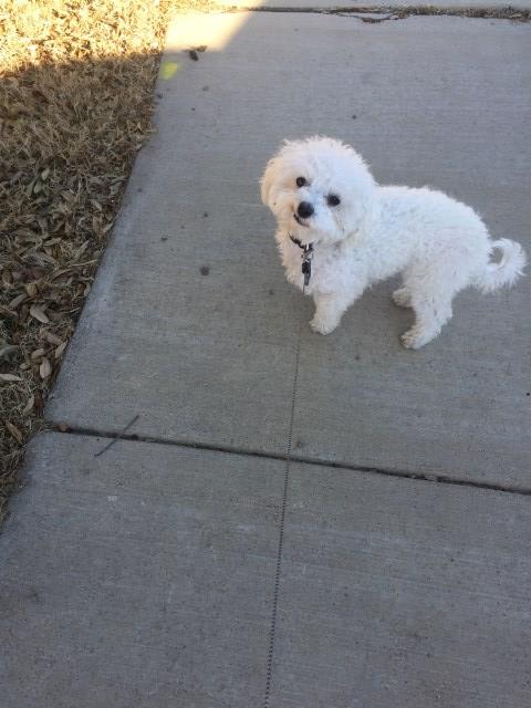 Maltese female, playful