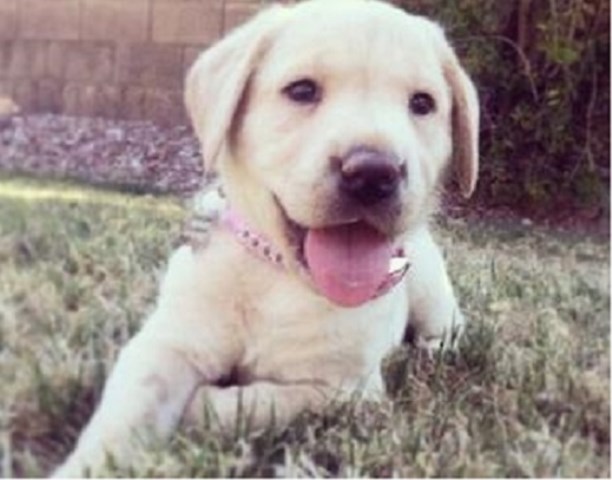 English Yellow AKC Purebreed Labrador Retriever Puppies for Sale