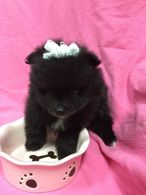 Pomeranian puppy for sale + 48670