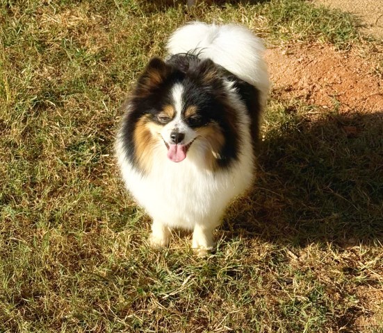 Pomeranian puppy for sale + 66838