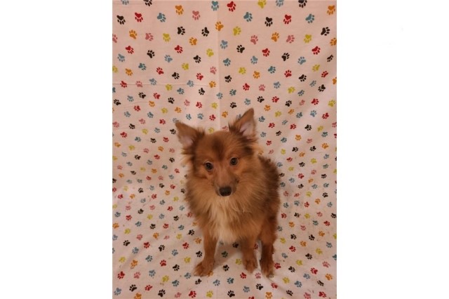 Pomeranian puppy for sale + 64108