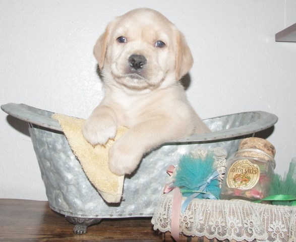 Golden Retriever puppy for sale + 67075