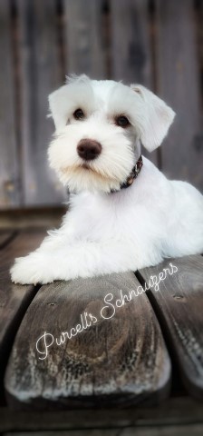 AKC Miniature Schnauzers Purcell Schnauzers