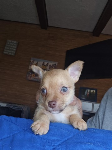 Chihuahua puppy for sale + 66859
