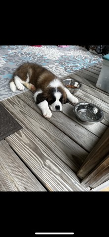 Saint Bernard puppy for sale + 65973
