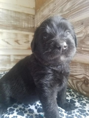 Labradoodle puppy for sale + 52122