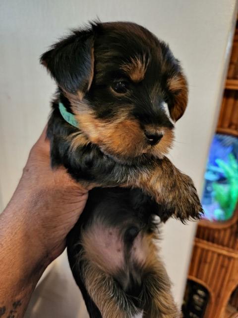 Yorkshire Terrier puppy for sale + 63357