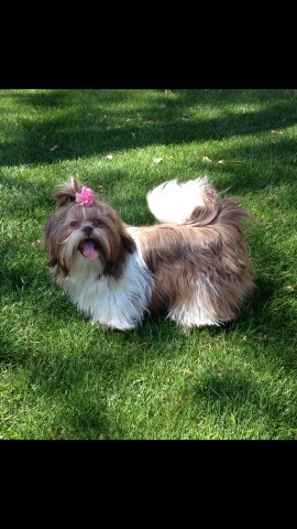Shih Tzu puppy dog for sale in Richmond, Virginia