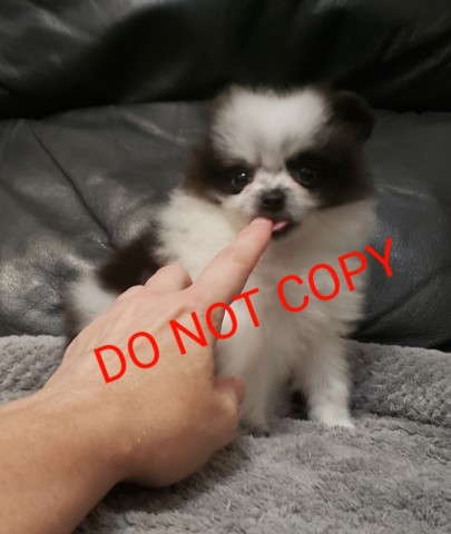 Pomeranian puppy for sale + 66075