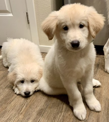 Goldendoodle puppy for sale + 60088