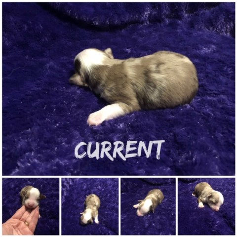 Miniature Australian Shepherd puppy for sale + 59576