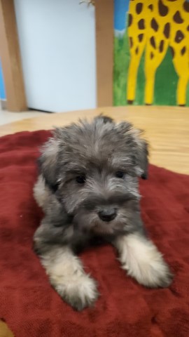 Miniature Schnauzer puppy for sale + 65988