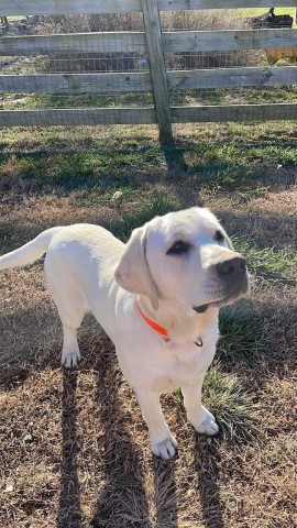 lab puppies for sale