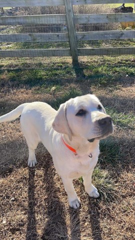 lab puppies for sale