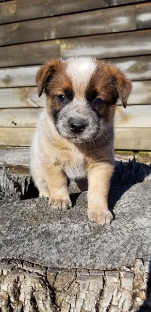 Australian Cattle Dog puppy for sale + 55729